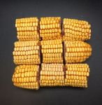 9pk Drilled Corn-Happy Beaks Made In The USA